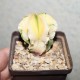 Astrophytum myriostigma variegata