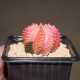 Gymnocalycium mihanovichii variegata RED