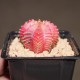 Gymnocalycium mihanovichii variegata RED