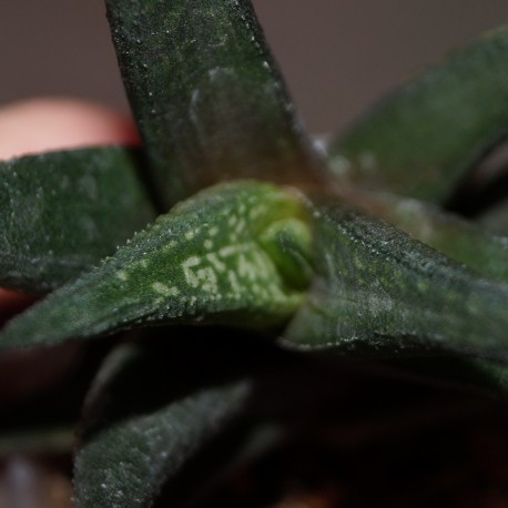 Haworthia Jack Brown