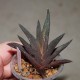 Haworthia Jack Brown