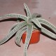 Gasteria batesiana EX variegata Silver