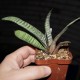 Gasteria batesiana variegata Yellow