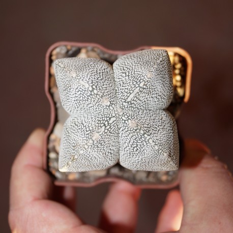 Astrophytum Onzuka quadricostatum