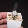 Astrophytum Onzuka small