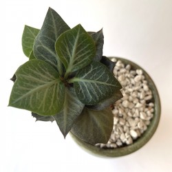 Euphorbia francoisii SemiivyI