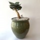 Euphorbia francoisii SemiivyI