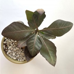 Euphorbia francoisii Abalone modern hybrid
