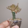 Птерокактус Pterocactus valentini cristata Chocolate - Галерея