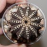 Uebelmannia pectinifera