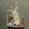 Tephrocactus articulatus papyracanthus