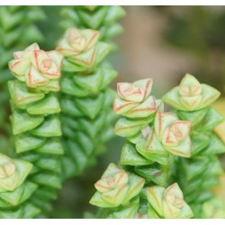 Crassula commutata
