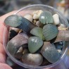 Haworthia springbokvlakensis selected