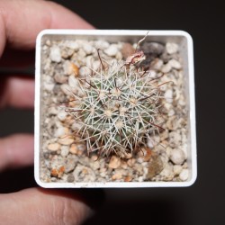 Маммиллярия Mammillaria schumannii - галерея