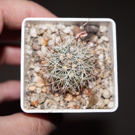 Mammillaria schumannii