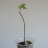 Cissus tuberosus