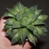 Haworthia calcarea