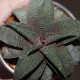 Haworthia Sutorieru