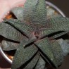 Хавортия Haworthia Sutorieru - детка