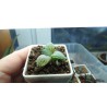 Haworthia Jayoi x comptoniana