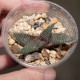 Haworthia Sutorieru