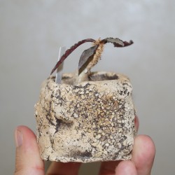 Эуфорбия Euphorbia francoisii crassicaulis rubriflora - Галерея