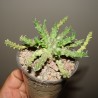 Euphorbia gorgonis
