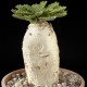 Euphorbia stellata