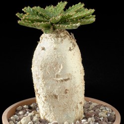 Эуфорбия Euphorbia stellata - Галерея