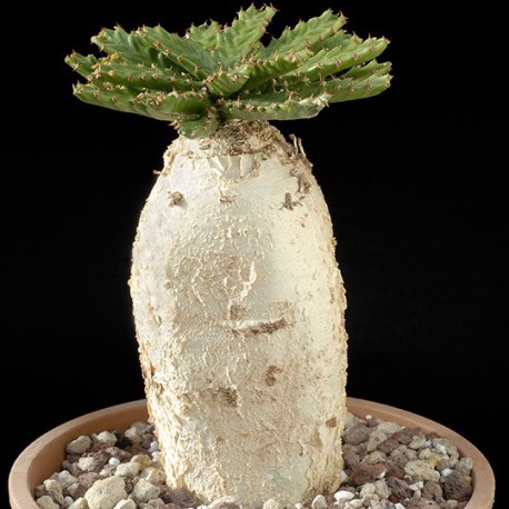Euphorbia stellata
