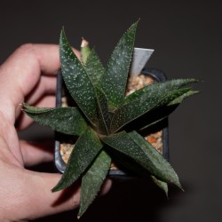 Gasteraloe - Gasteria armstrongii x Aloe aristata
