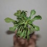 Monadenium guentheri