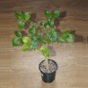 Commiphora  unilobata