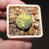 Astrophytum asterias variegata