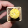 Astrophytum asterias variegata Yellow