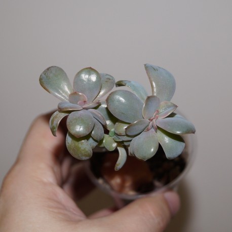Echeveria 'Perl von Nurnberg' cristata