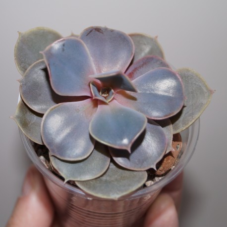 Echeveria Perl von Nurnberg