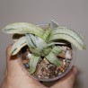 Gasteria Sakura Fuji