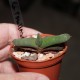 Gasteria rawlinsoni