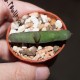 Gasteria rawlinsoni