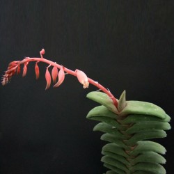 Gasteria rawlinsoni
