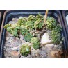 Монантес Monanthes muralis