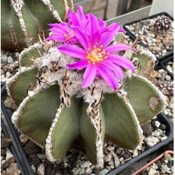 Aztekium hintonii