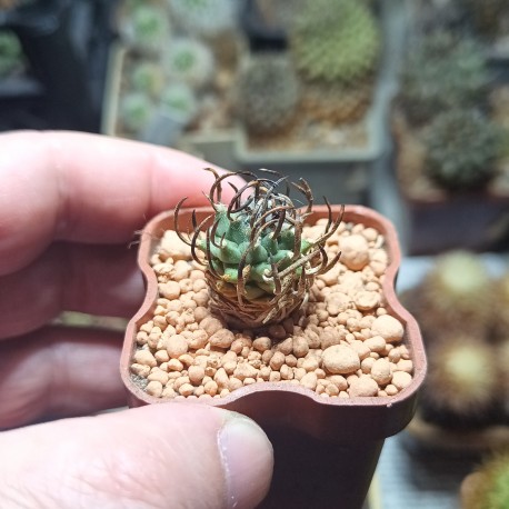 Turbinicarpus klinkerianus