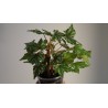 Бегония каудексная пятнистая Begonia