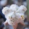 Астрофитум Astrophytum asterias Super White - Галерея