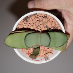 Gasteria armstrongii Ginsha Kodakara