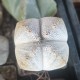 Astrophytum Onzuka quadricostatum