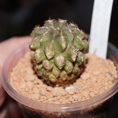 Neochilenia rupicola