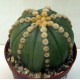 Astrophytum Ooibo